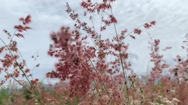 Stock footage showing close up view of delicate pink natal grass melinis repens blowing in gentle wind under cloudy sky in a village in Toba Samosir, North Sumatera, Indonesia. Botanical concept.
