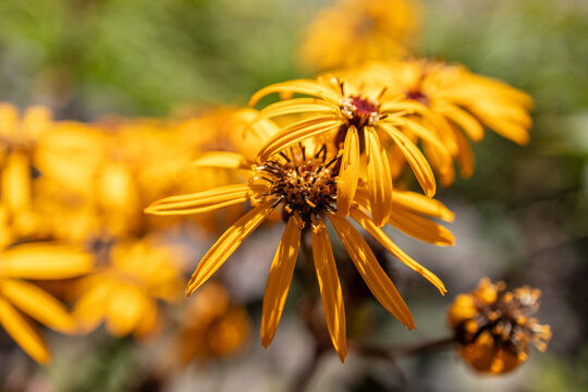 Close up of bright yellow ligularia flowers with golden petals and dark centers in sunny garden
