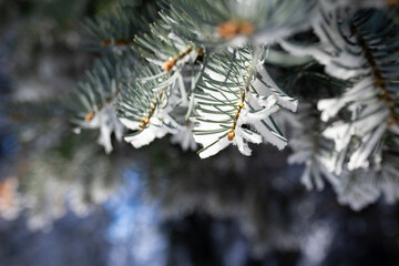 Snowy idyllic forest on a sunny clear cold day. © astrosystem