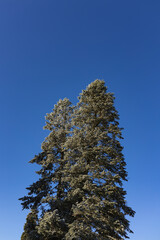 Snowy idyllic forest on a sunny clear cold day. © astrosystem