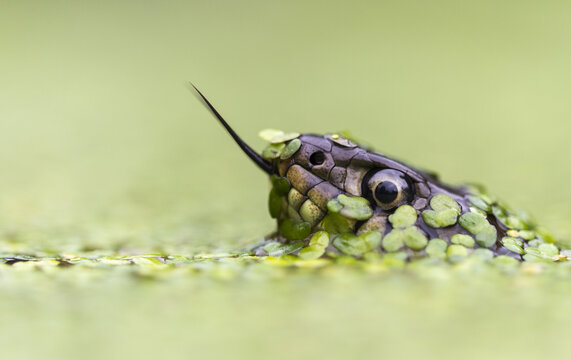 United Kingdom - 14 May 2010: View of a grass snake emerging from a pond surface covered in green duckweed with its tongue flicking out.