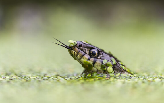United Kingdom - 14 May 2010: View of a grass snake head emerging from a pond covered in green duckweed with its tongue flicking out.