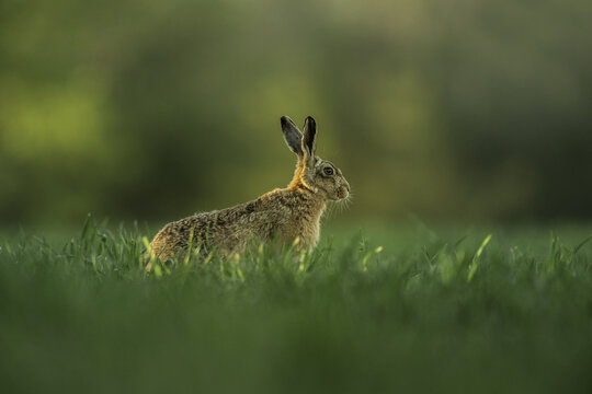 Norfolk, United Kingdom - 02 May 2014: View of a brown hare standing in a lush green field during the golden hour.