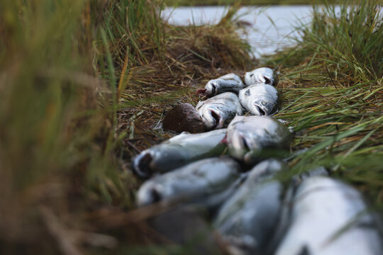 Fresh catch of Coho salmon fish on a successful fishing trip in Alaska