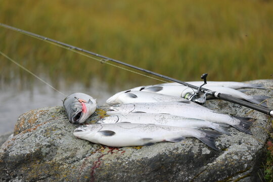 Fresh catch of Coho salmon fish on a successful fishing trip in Alaska