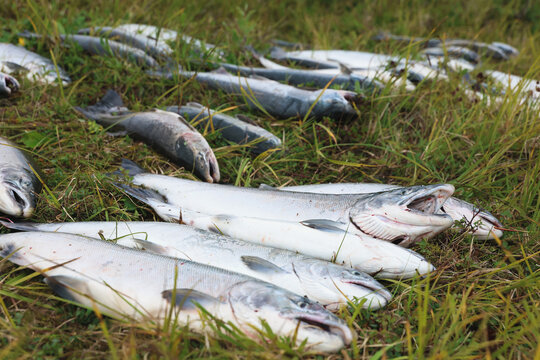 Fresh catch of Coho salmon fish on a successful fishing trip in Alaska