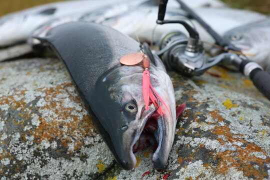 Fresh catch of Coho salmon fish on a successful fishing trip in Alaska