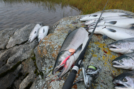 Fresh catch of Coho salmon fish on a successful fishing trip in Alaska