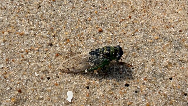 A closeup of a cicada on the beach 