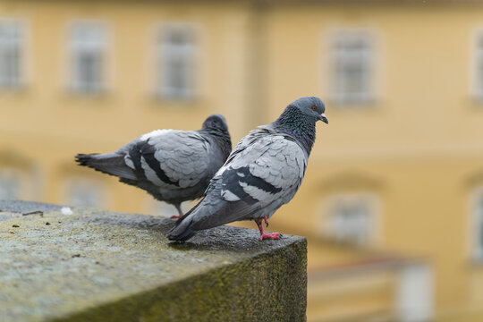zwei Tauben auf der Karlsbr&uuml;cke, Karluv Most, in der Tschechischen Hauptstadt Prag