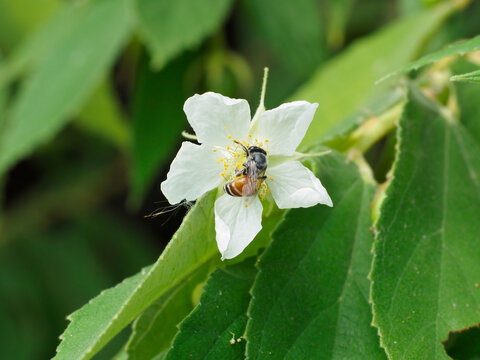 Honey bee pollination on white flower of Indian plum tree.