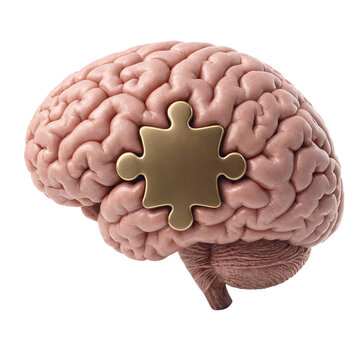 Isolated human brain model with a single golden puzzle piece embedded in the side of the anatomical structure transparent background