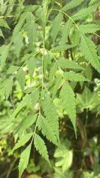 tree young plant amazon wind