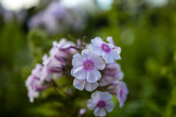 Close up of light purple phlox flowers with vibrant magenta centers blooming in green garden © night87