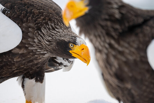 Hokkaido in inverno, animali selvatici e territori poetici d'inverno ricoperti di neve