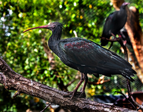 Waldrapp ibis also known as northern bald ibis or hermit ibis. Latin name - Geronticus eremita
