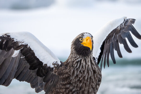 Hokkaido in inverno, animali selvatici e territori poetici d'inverno ricoperti di neve