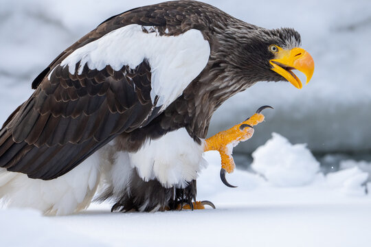 Hokkaido in inverno, animali selvatici e territori poetici d'inverno ricoperti di neve