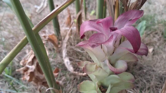 Close-up of white turmeric flower or Curcuma zedoaria blooming with soft pink petals for herbal medicine, botany, and agriculture concept