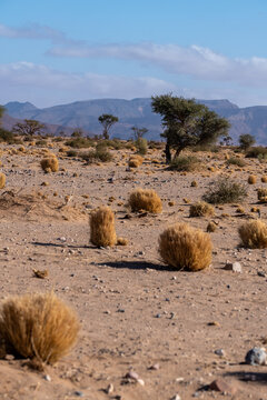 Viaggio nel deserto della Namibia, dune animali selvatici, deserto e panorami