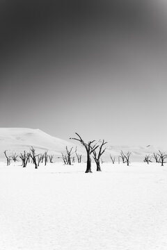 Viaggio nel deserto della Namibia, dune animali selvatici, deserto e panorami