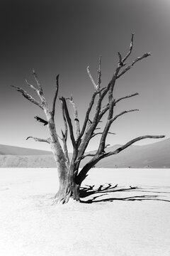 Viaggio nel deserto della Namibia, dune animali selvatici, deserto e panorami