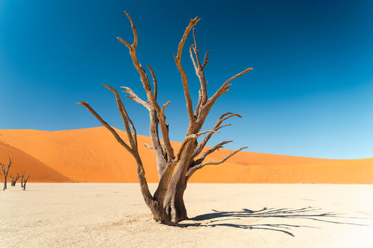 Viaggio nel deserto della Namibia, dune animali selvatici, deserto e panorami