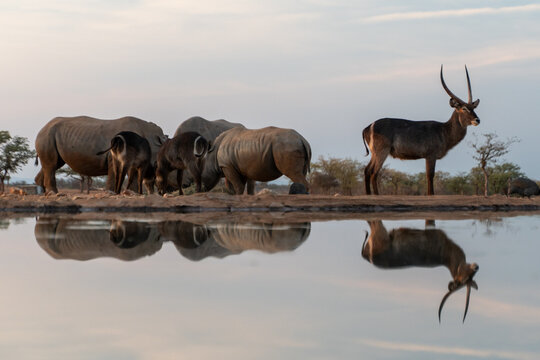 Viaggio nel deserto della Namibia, dune animali selvatici, deserto e panorami