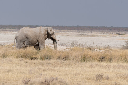 Viaggio nel deserto della Namibia, dune animali selvatici, deserto e panorami