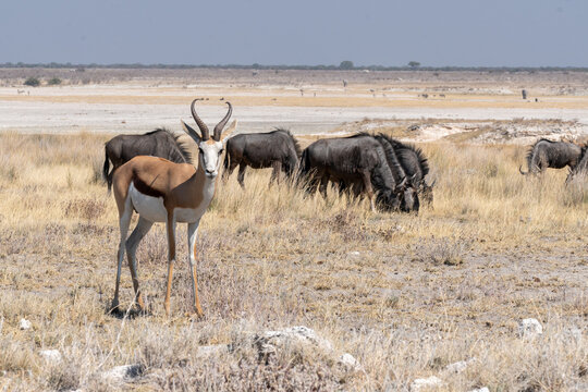 Viaggio nel deserto della Namibia, dune animali selvatici, deserto e panorami