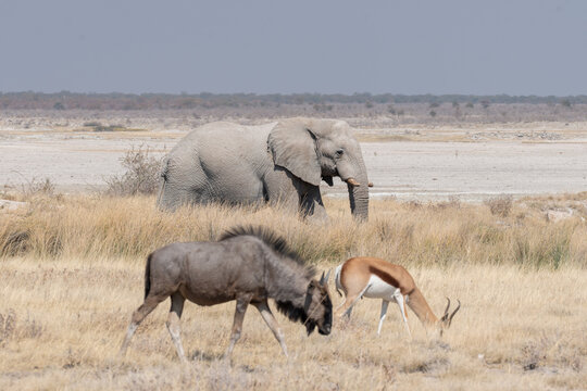 Viaggio nel deserto della Namibia, dune animali selvatici, deserto e panorami