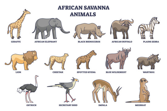 African savanna animals chart summarizing species and roles, giraffe, elephant, lion stand out for quick learning. Outline diagram