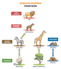 Obraz premium Savanna food web showing energy flow from producers to consumers, lion, zebra, and giraffe mark trophic levels across the ecosystem. Outline diagram