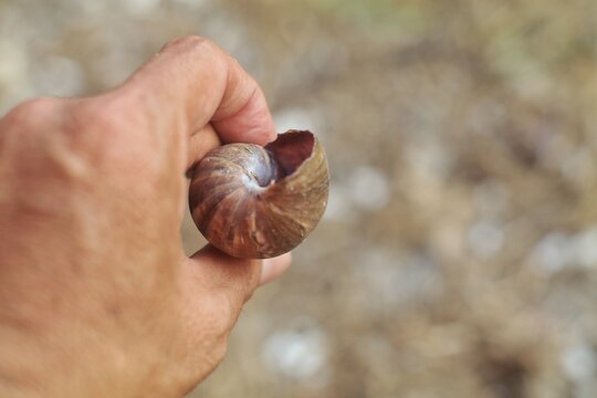 ​A close-up photograph showing a human hand holding a brown spiral empty snail shell. 