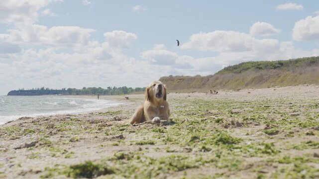Golder retriever shaking on the beach in slow motion 