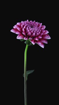 Vertical time lapse of a burgundy-white dahlia (Dahlia) opening from a closed bud to a fully bloomed flower, isolated against a black background.