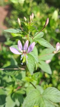 Close up of small purple Cleome rutidosperma wildflower blooming in natural light