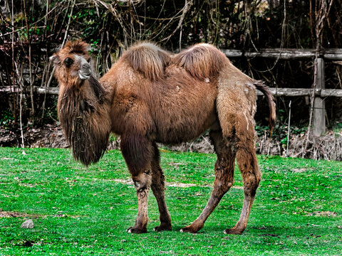 Bactrian camel on the lawn. Latin name - Camelus bactrianus	