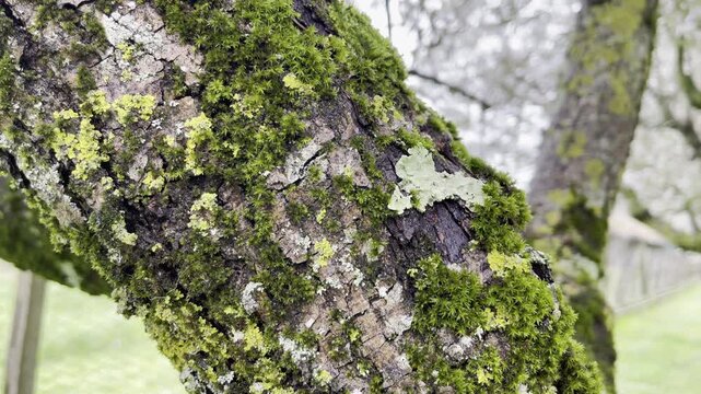 Dense green lichen infected trunk bark of an old tree in the garden, fungus spores reproduction and parasites attack in wilderness