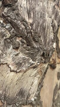 texture tree change climate crisis