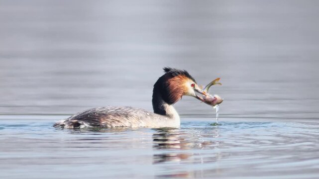 Great Crested Grebe Eating a Caught Fish on a Pond in Winter Golden Hour Sunlight, Wildlife 4K Footage from Germany