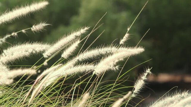 Slow motion feather Grass. White grass flowers sway gently in breeze by warm sunlight. Blurry background of hill trees and sky. Tranquil natural outdoor slow motion. Close up nature grass background.
