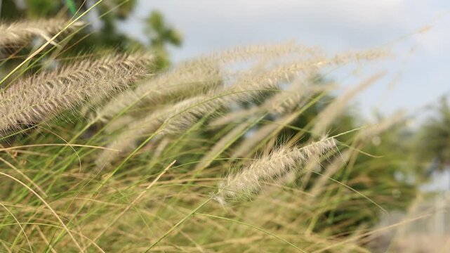 Slow motion feather Grass. White grass flowers sway gently in breeze by warm sunlight. Blurry background of hill trees and sky. Tranquil natural outdoor slow motion. Close up nature grass background.