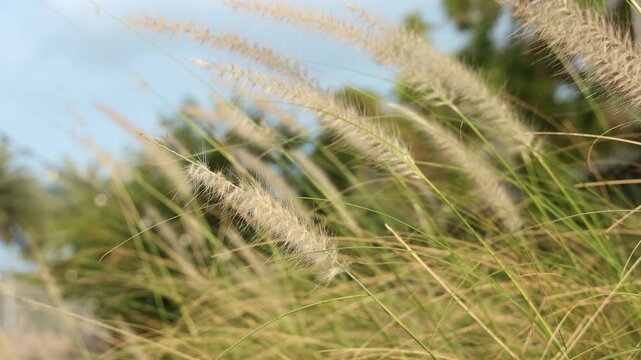 Slow motion feather Grass. White grass flowers sway gently in breeze by warm sunlight. Blurry background of hill trees and sky. Tranquil natural outdoor slow motion. Close up nature grass background.