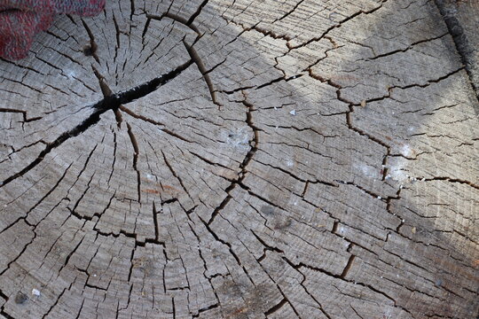 Close-up of a weathered tree stump cross section featuring radial cracks, visible wood grain and natural growth rings. 