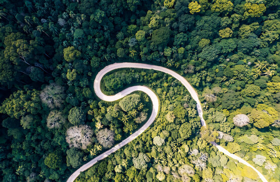 Top-down aerial view of a winding s-curve road through a dense green forest canopy showing the background