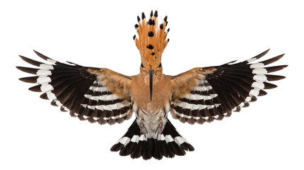 Eurasian hoopoe bird, upupa epops, with open wings displaying vibrant feathers and crest. © Isolated_png