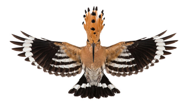 Eurasian hoopoe bird, upupa epops, with open wings displaying vibrant feathers and crest.