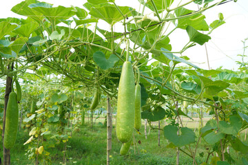 cucumber on the vine © Abul Kalam