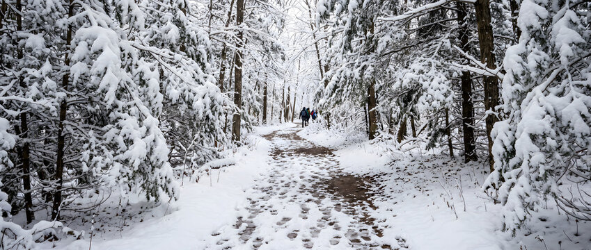 A group of hikers walks along a snow-covered forest trail surrounded by evergreen trees in winter, with footprints marking the path.